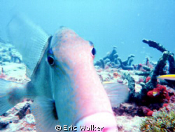 The Trigger fish by Eric Walker 